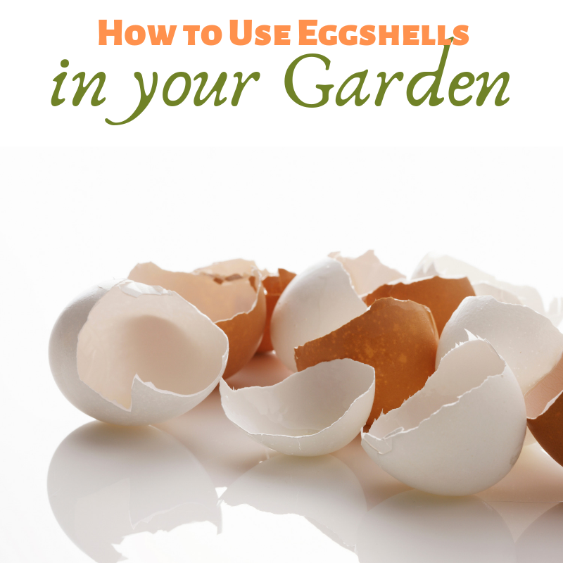 How To Use Eggshells In Your Garden Homemade And Happy