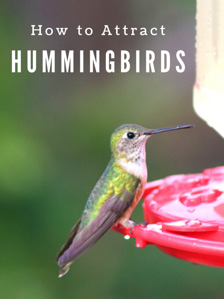 How to Attract Hummingbirds - Homemade and Happy