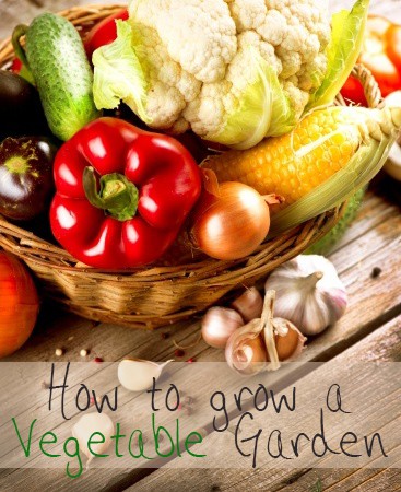 How to Start a Vegetable Garden